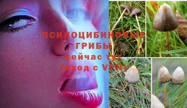 ГАЛЛЮЦИНОГЕННЫЕ ГРИБЫ Аркадак